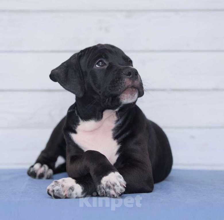 Собаки в Санкт-Петербурге: Черная окраса элитная девочка амстаффа Девочка, 1 руб. - фото 6