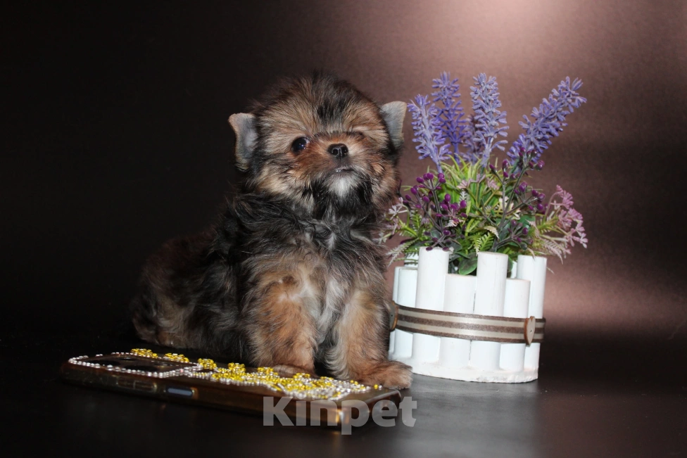 Собаки в Омске: Мальчик с пальчик Мальчик, 35 000 руб. - фото 2