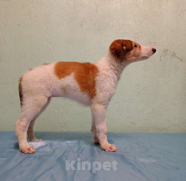 Собаки в Лобне: Светлолесье Радость моя Девочка, 60 000 руб. - фото 2