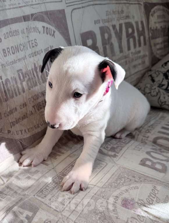 Собаки в Екатеринбурге: Щенки миниатюрного бультерьера Разнополые, 80 000 руб. - фото 4