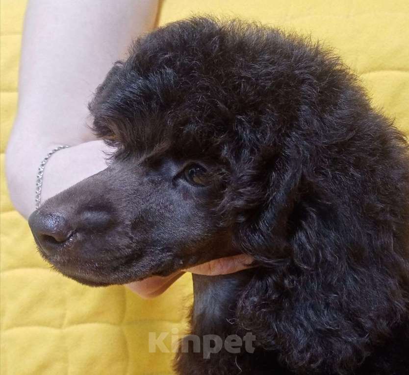 Собаки в Ижевске: Пудель средний шоколадный  Девочка, 100 000 руб. - фото 3