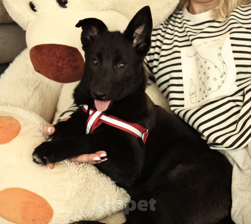 Собаки в Москве: Щенок бесплатно в Москве Девочка, Бесплатно - фото 4