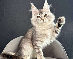 Кошки в Санкт-Петербурге: Девочка серебряная  Девочка, 25 000 руб. - фото 3