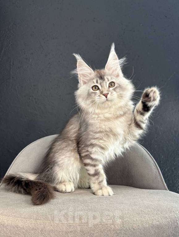 Кошки в Санкт-Петербурге: Девочка серебряная  Девочка, 25 000 руб. - фото 3