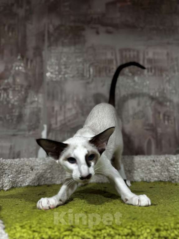 Кошки в Пензе: Ориентальная кошка Девочка, 55 000 руб. - фото 2