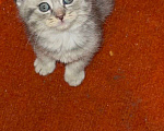 Кошки в Москве: Шотландская вислоухая кошка котенок Мальчик, 15 000 руб. - фото 1
