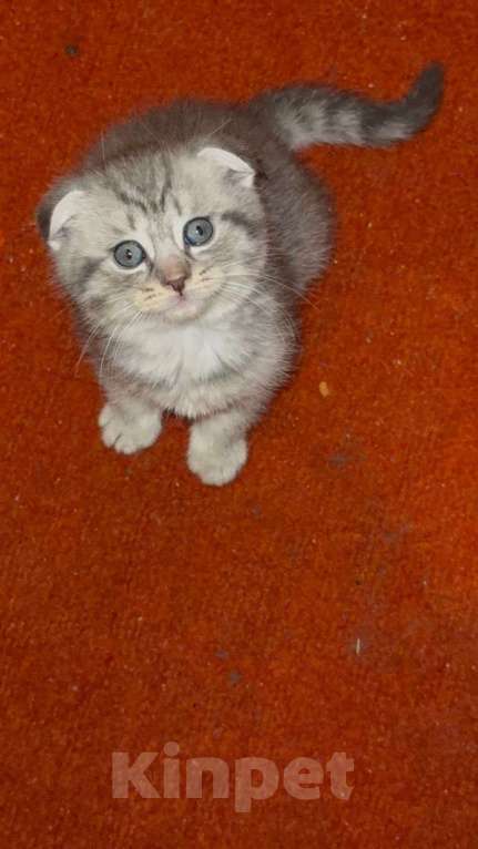 Кошки в Москве: Шотландская вислоухая кошка котенок Мальчик, 15 000 руб. - фото 1