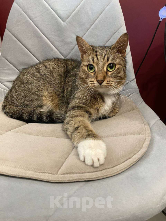 Кошки в Москве: Малышка Тея ищет заботливую семью Девочка, Бесплатно - фото 4