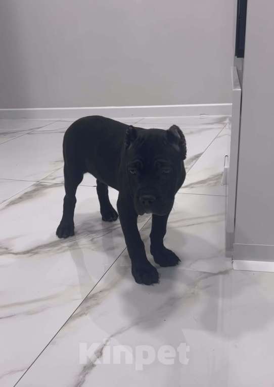 Собаки в Москве: Щенок кане-корсо Девочка, 80 000 руб. - фото 2