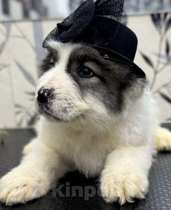 Собаки в других городах Ярославской области: Щенки САО Девочка, 60 000 руб. - фото 6