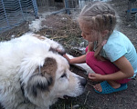 Собаки в Ульяновске: Продам алабая Мальчик, 5 000 руб. - фото 2