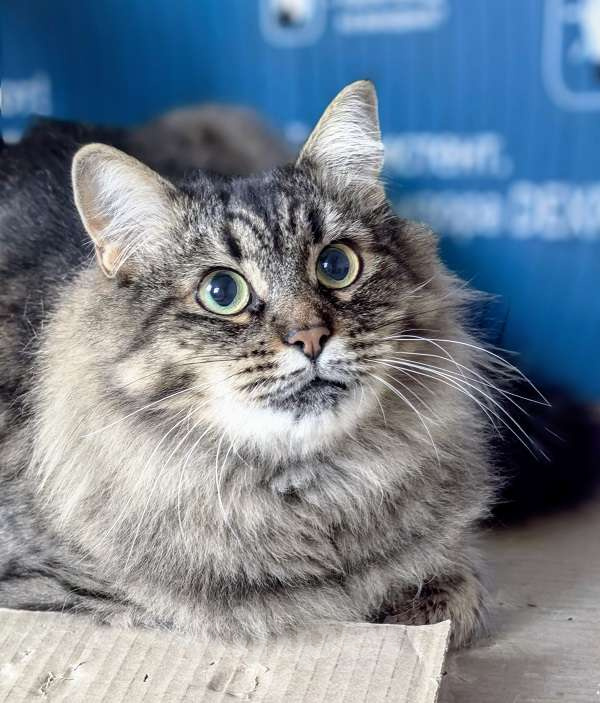 Кошки в Москве: Ласковая кошечка Анфиса ищет семью Девочка, Бесплатно - фото 1