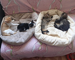 Кошки в Москве: Котята в добрые руки Разнополые, Бесплатно - фото 1