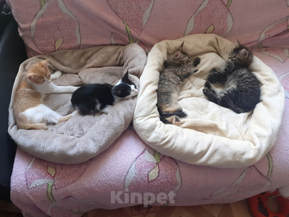 Кошки в Москве: Котята в добрые руки Разнополые, Бесплатно - фото 1