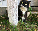 Кошки в Лобне: Шикарный парень в поиске дома  Мальчик, 50 руб. - фото 8