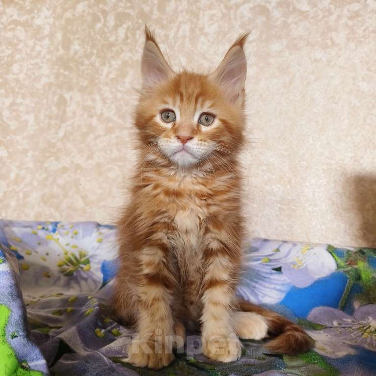 Кошки в Москве: Котёнок Мейн- Кун из питомника. Мальчик Мальчик, 70 000 руб. - фото 9