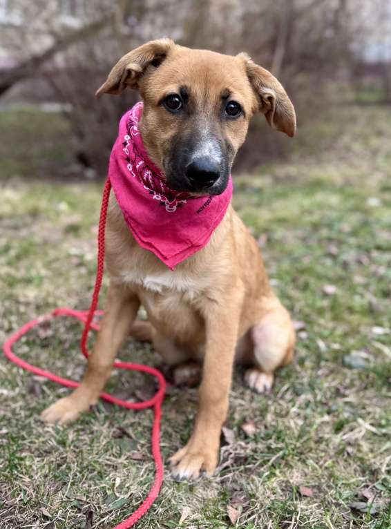 Собаки в Москве: Щенок Минди ищет дом Девочка, Бесплатно - фото 6