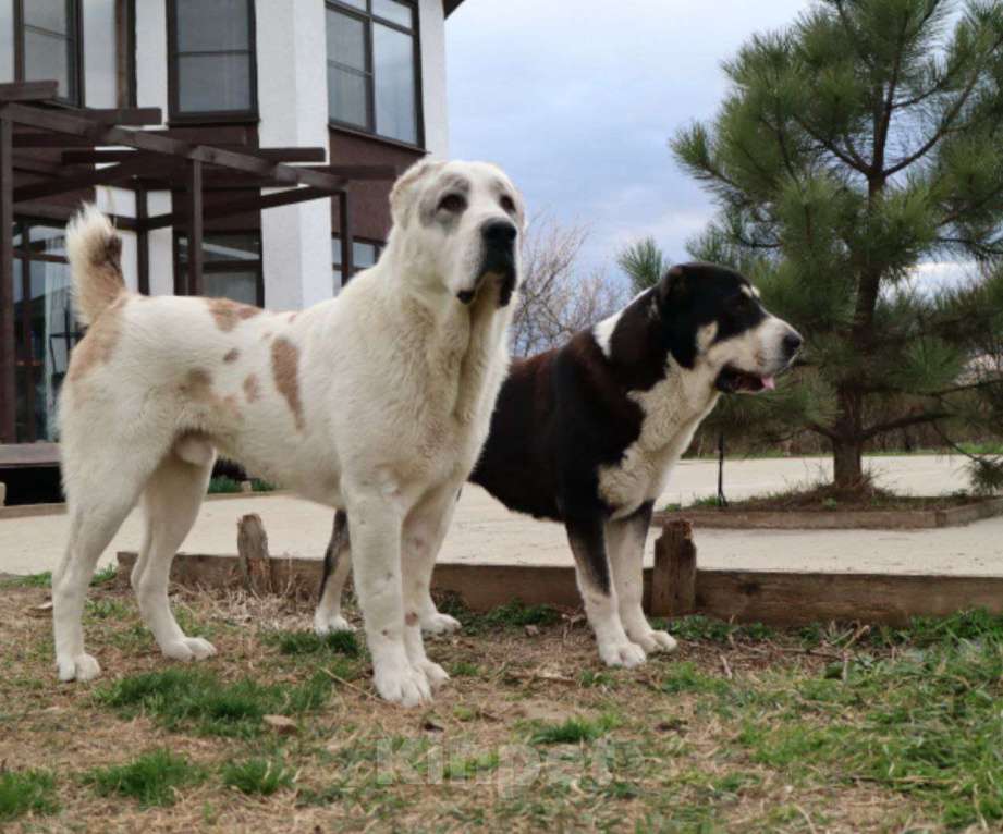 Собаки в Краснодаре: Кобель САО (вязка) Мальчик, Бесплатно - фото 2