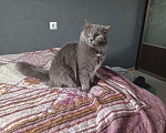 Кошки в Красноярске: Отдам кота в добрые руки. Мальчик, Бесплатно - фото 4