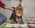 Собаки в Москве: Йорк мальчик Мальчик, 45 000 руб. - фото 2