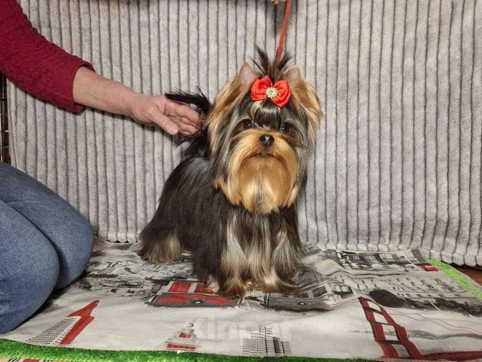 Собаки в Москве: Йорк мальчик Мальчик, 45 000 руб. - фото 2