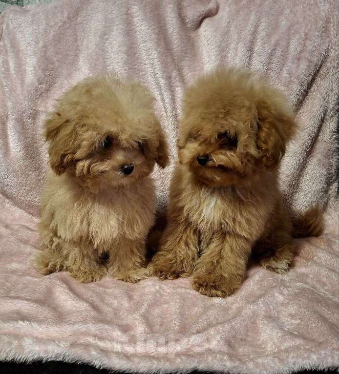 Собаки в Москве: Мальтмпу f1 девочка мини Девочка, 55 000 руб. - фото 3