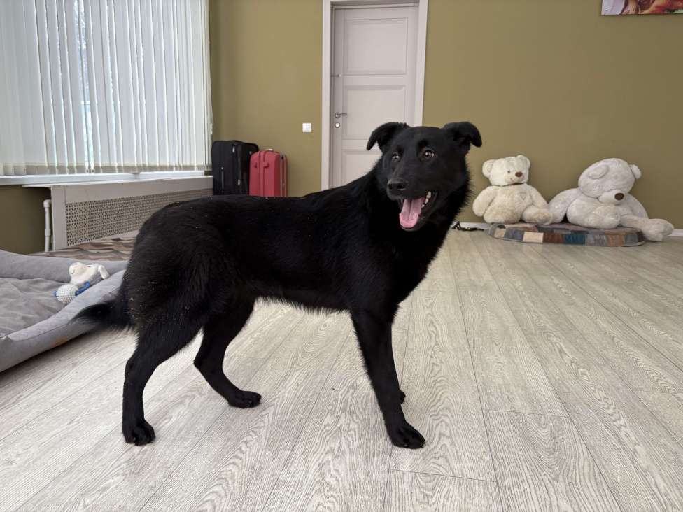 Собаки в Москве: Скромная прилежная Норла ищет семью Девочка, Бесплатно - фото 3