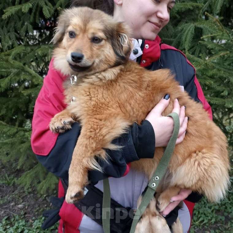 Собаки в Санкт-Петербурге: Маленькая собачка в добрые руки Девочка, Бесплатно - фото 7