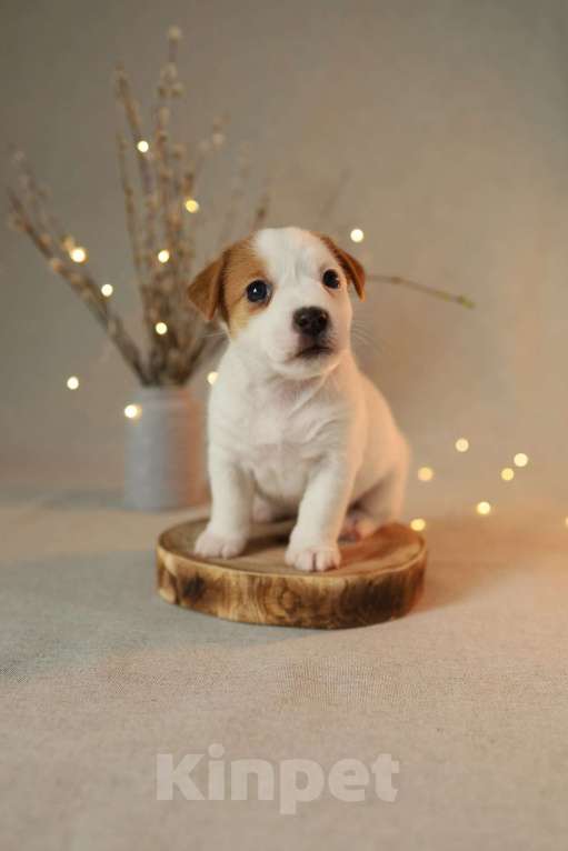 Собаки в Москве: джек рассел терьер РКФ Мальчик, 50 000 руб. - фото 1