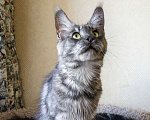 Кошки в Москве: Мейн кун, кошечка. Девочка, 6 000 руб. - фото 6