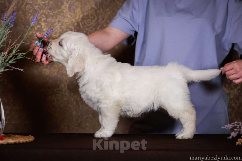 Собаки в Москве: золотистого ретривира щенок Девочка, 90 000 руб. - фото 1