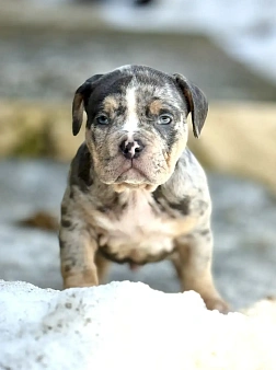 Американский Булли 🥰