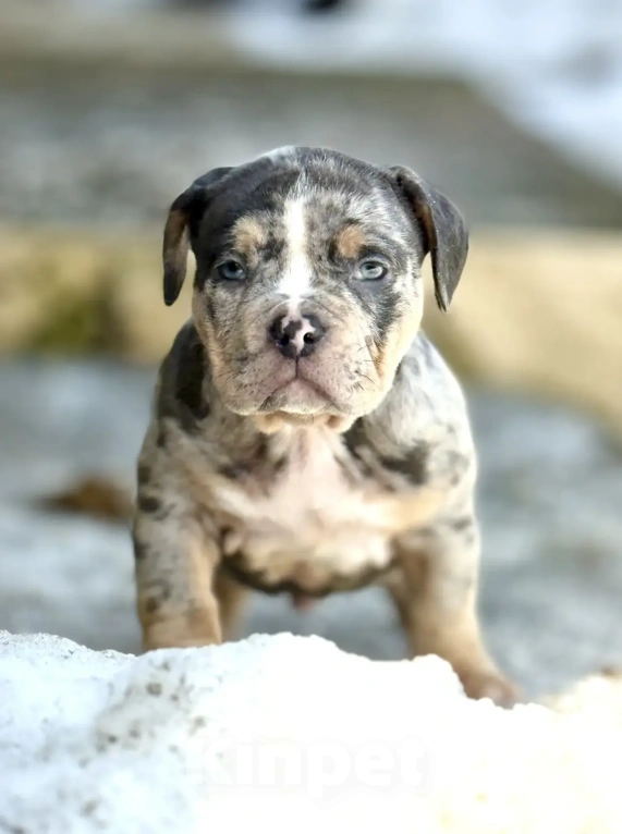 Собаки в других городах Московской области: Американский Булли 🥰 Разнополые, Бесплатно - фото 1