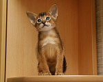 Кошки в Котельниково: Абиссинские котята, 25 000 руб. - фото 1
