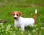 Собаки в Краснодаре: Щенки Джек Рассел терьера, 45 000 руб. - фото 2