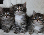 Кошки в Ливны: Безумно красивые сибирские котята, 9 999 руб. - фото 2