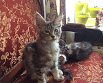 Кошки в Кувшиново: Котята мейн кун, 10 000 руб. - фото 5