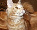 Кошки в Лянторе: Кошечка мейн-кун, MCO ds 22, 25 000 руб. - фото 7