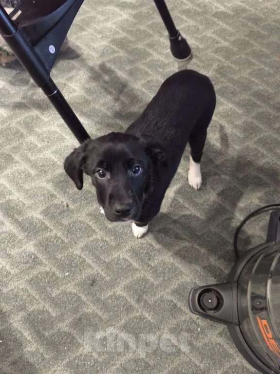 Собаки в других городах Московской области: Щенок Изя ищет дом  Девочка, Бесплатно - фото 4