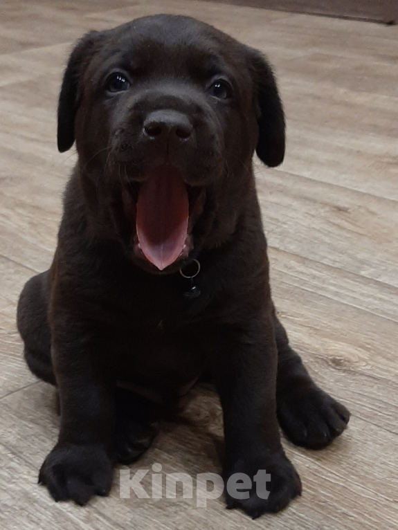 Собаки в Курске: Лабрадор-Ретривер, щенок  Девочка, 60 000 руб. - фото 2