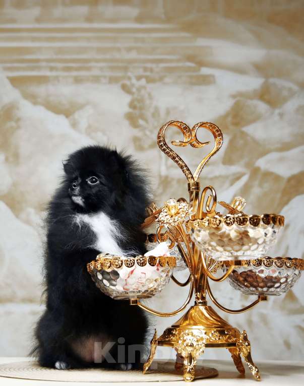 Собаки в Перми: Наоми Кэмбэлл Девочка, 60 000 руб. - фото 2