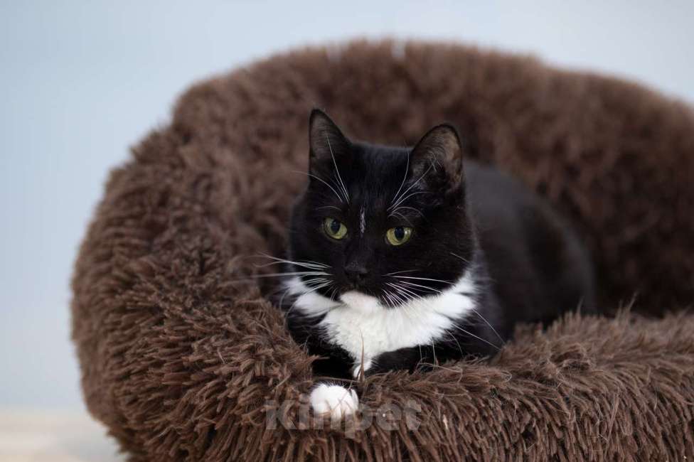 Кошки в Москве: кошка Глория в добрые руки Девочка, Бесплатно - фото 2