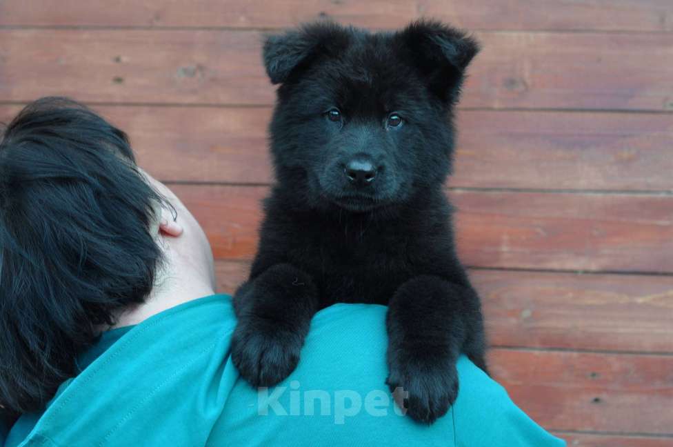 Собаки в Воронеже: Девочка немецкой овчарки длинношерстной Девочка, 65 000 руб. - фото 1