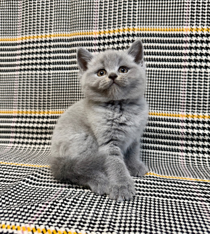 Кошки в Москве: Британцы котенок Мальчик, 100 000 руб. - фото 6