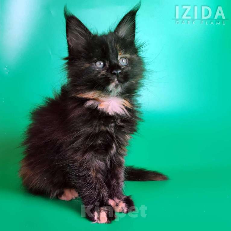 Кошки в других городах Воронежской области: Izida Dark Flame Девочка, 50 000 руб. - фото 4