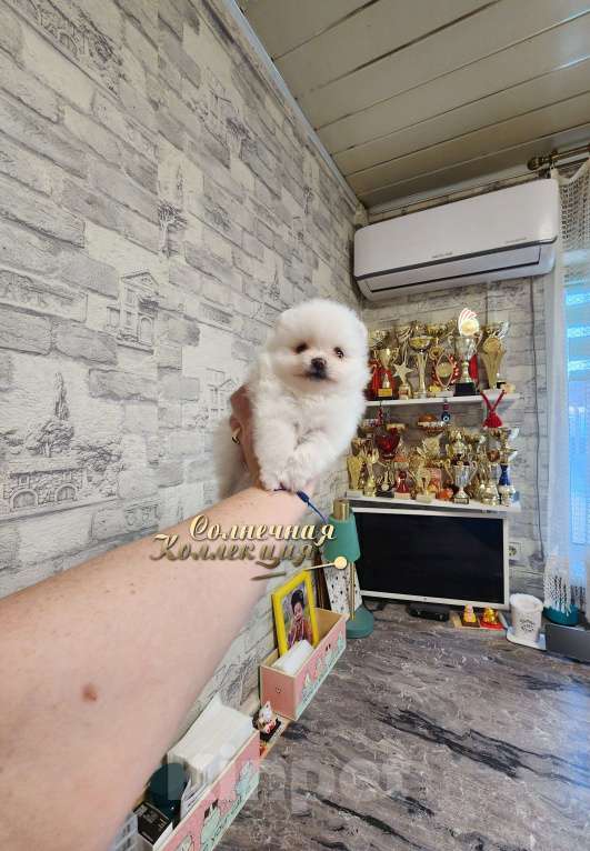 Собаки в Москве: Мальчик померанского шпица айс крем питомник РКФ Мальчик, Бесплатно - фото 1