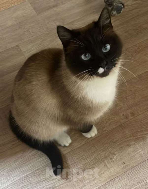 Кошки в Москве: шикарная кошка тайской породы Мэгги ищет дом Девочка, Бесплатно - фото 3