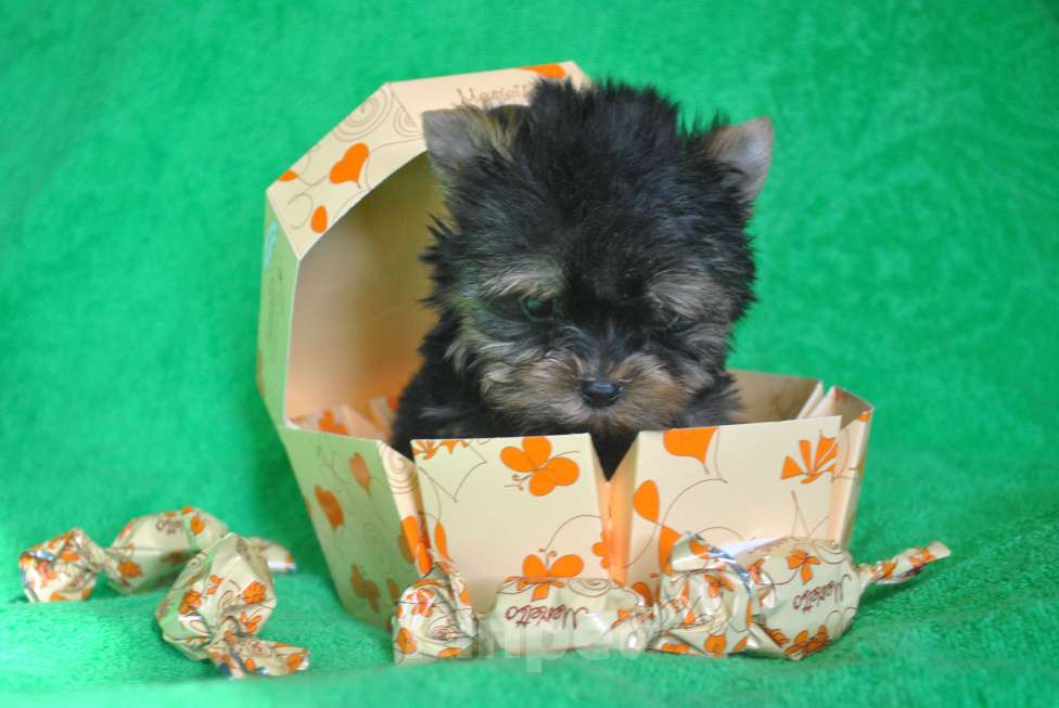 Собаки в Москве:  йорк мальчик, доставка Мальчик, 25 000 руб. - фото 2