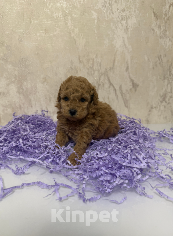 Собаки в Москве: Девочка Девочка, 60 000 руб. - фото 1