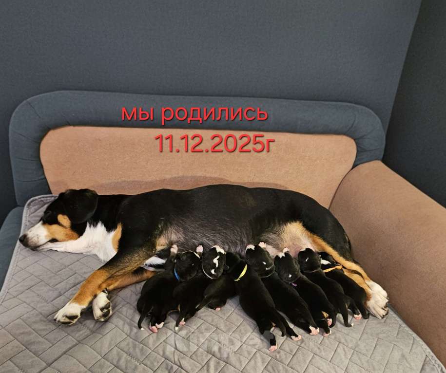 Собаки в Москве: Щенок Энтлебухер Зенненхунд  Девочка, 70 000 руб. - фото 1